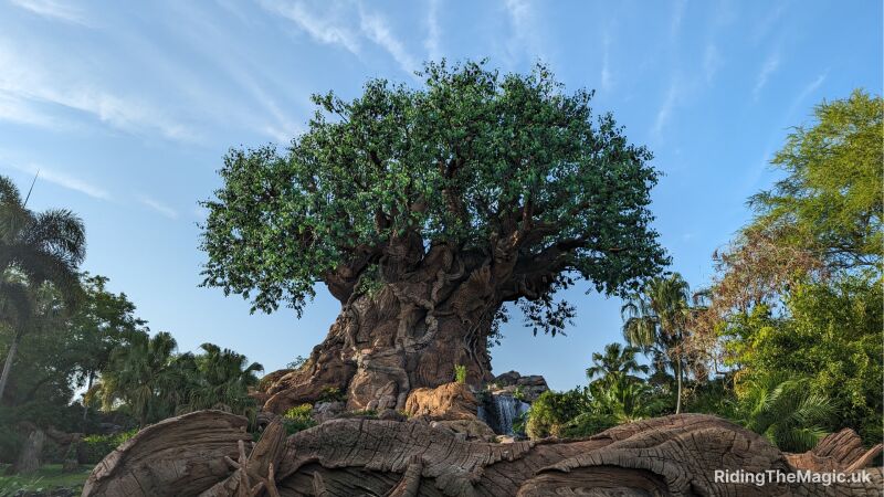 blue sky with disney's Tree of Life baobab tree with animal carvings in trunk and green leaves centre