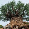 A massive ancient tree with a twisted trunk and sprawling branches grows from a rocky base with a small waterfall.